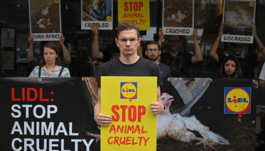 Zeci de proteste în Marea Britanie condamnă Lidl pentru cruzimea din fermele de pui broiler